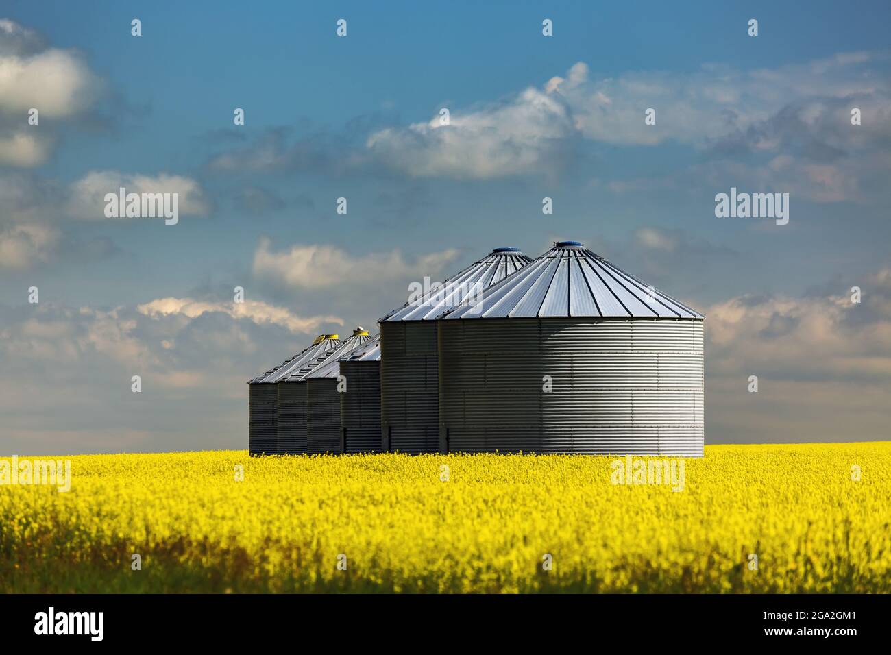 Row of large metal grain storage bins in the middle of a flowering canola field with a cloudy, blue sky; East of Calgary, Alberta, Canada Stock Photo