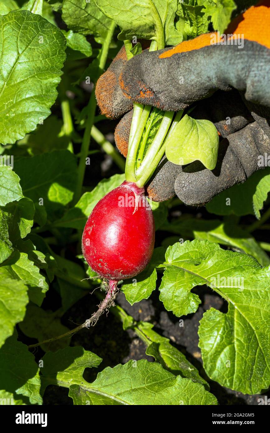 Female with garden glove holding a radish out from the garden Stock Photo