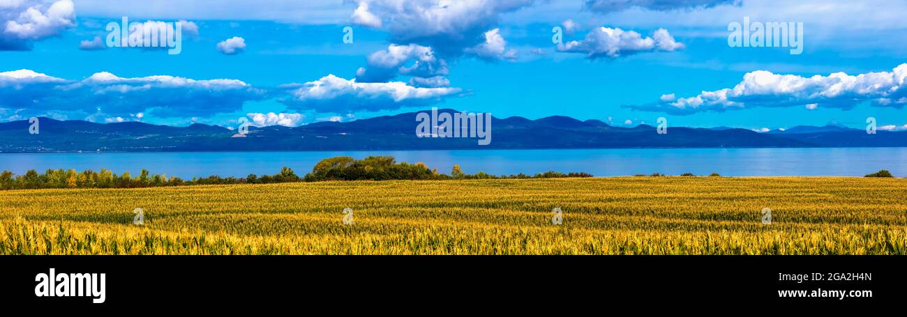 Golden corn fields ripening along the banks of the St Lawrence River on a sunny day with the Appalachian Mountains in the background and puffy whit... Stock Photo