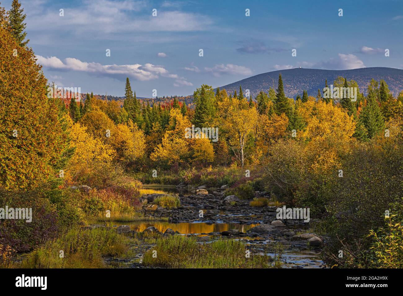 Vibrant autumn colours on the trees surrounding a tranquil stream; Val-Racine, Quebec, Canada Stock Photo