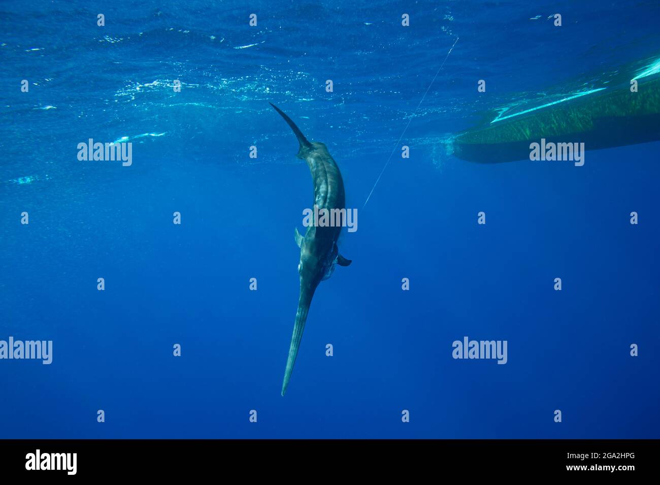 A swordfish (Xiphias gladius) caught by fishing line by the underside of a boat; Islamorada, Florida, United States of America Stock Photo