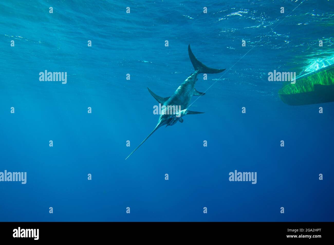 A swordfish (Xiphias gladius) caught by fishing line and bait by the