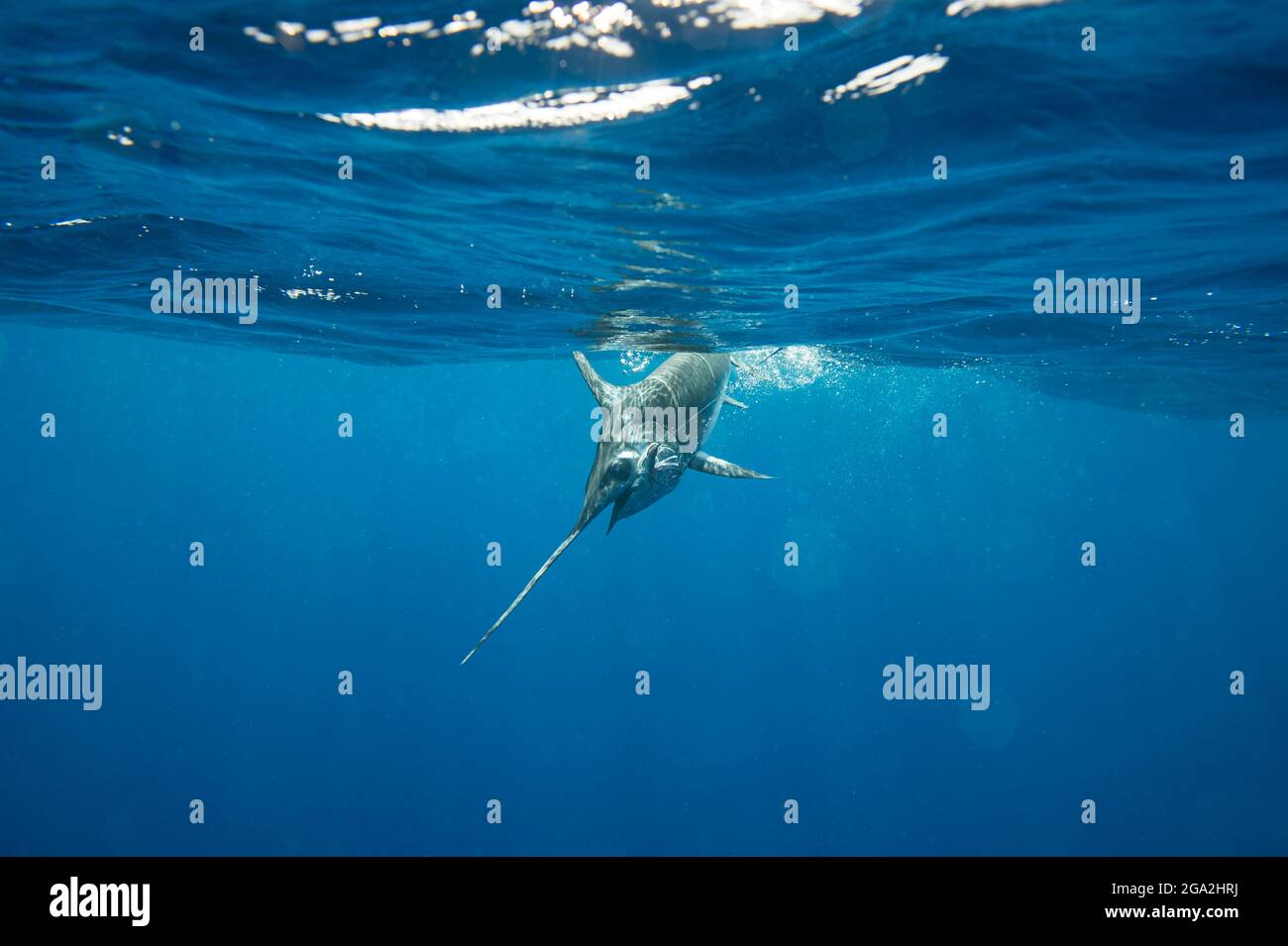 A swordfish (Xiphias gladius) caught by fishing line under the water; Islamorada, Florida, United States of America Stock Photo