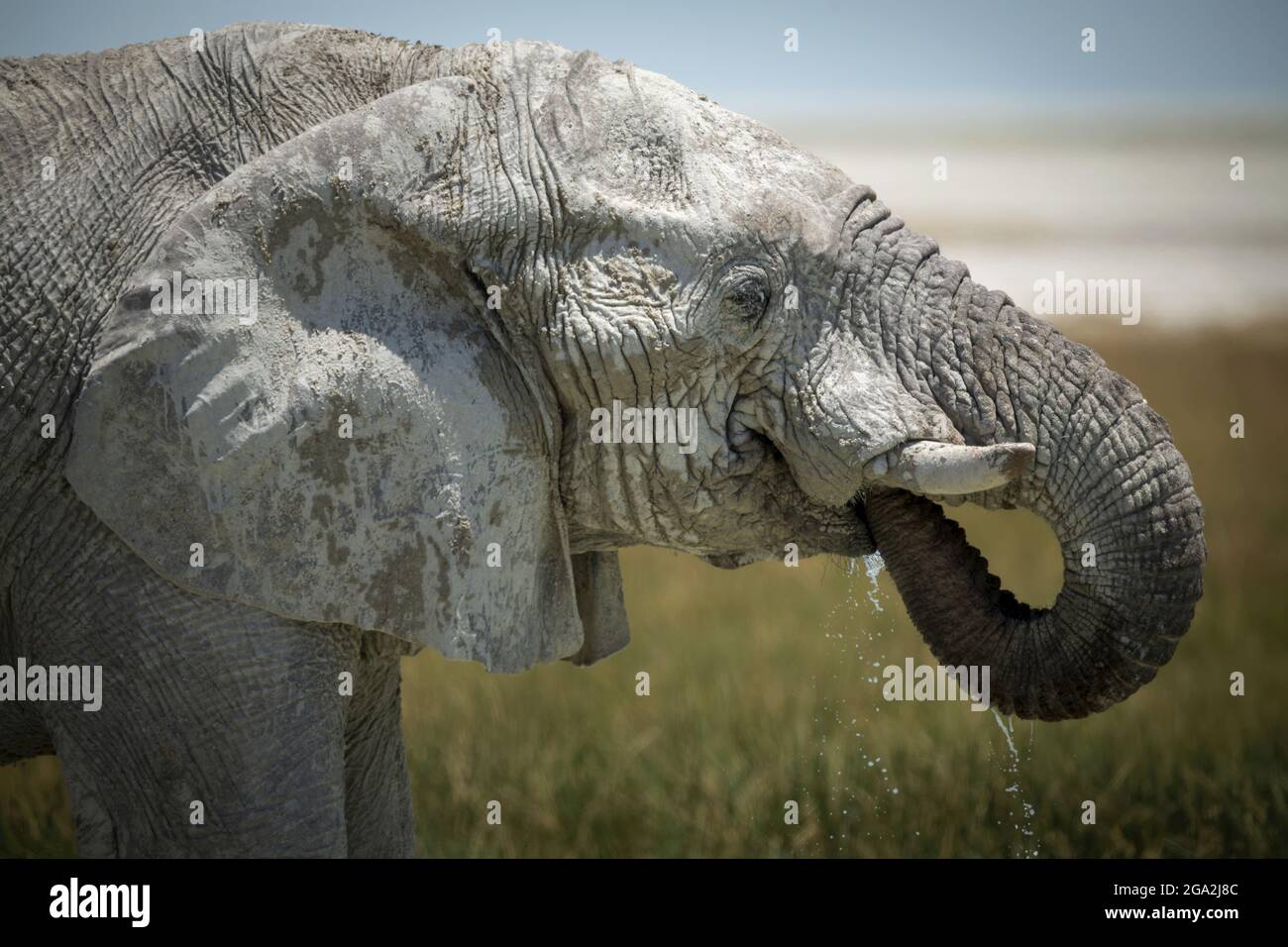 Close-up of an African bush elephant (Loxodonta africana) drinking from grassy waterhole with its trunk curled into its mouth on the savanna in Eto... Stock Photo