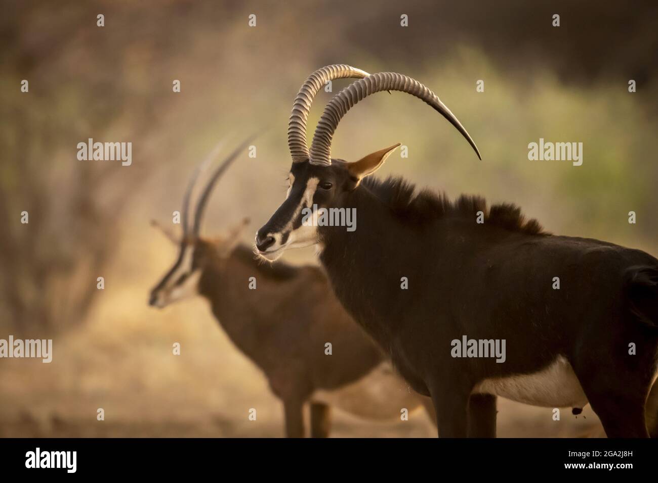 Portrait of two male sable antelope (Hippotragus niger) standing side by side, one eyeing the camera and the other blurred in the background at the... Stock Photo