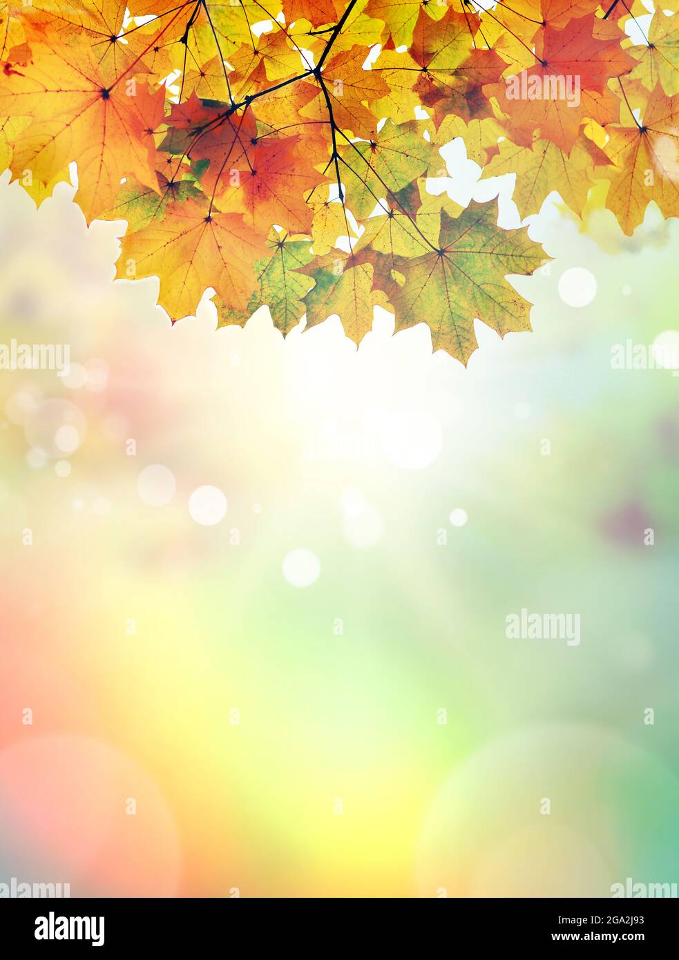 Golden autumn leaves frame hi-res stock photography and images - Alamy