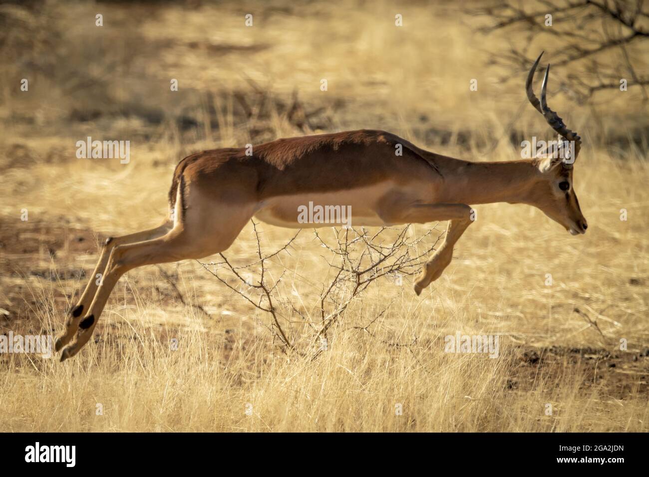 Male common impalas (Aepyceros melampus) jumping over the long grass on the savanna at the Gabus Game Ranch; Otavi, Otjozondjupa, Namibia Stock Photo