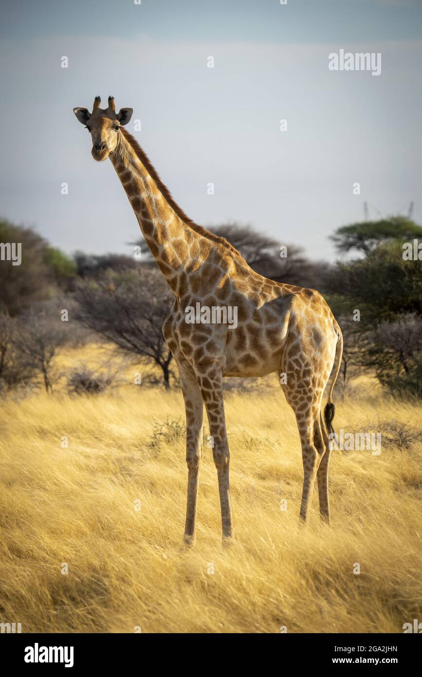 Portrait of southern giraffe (Giraffa camelopardalis angolensis) looking at the camera and standing in the golden long grass on the savanna on a su... Stock Photo