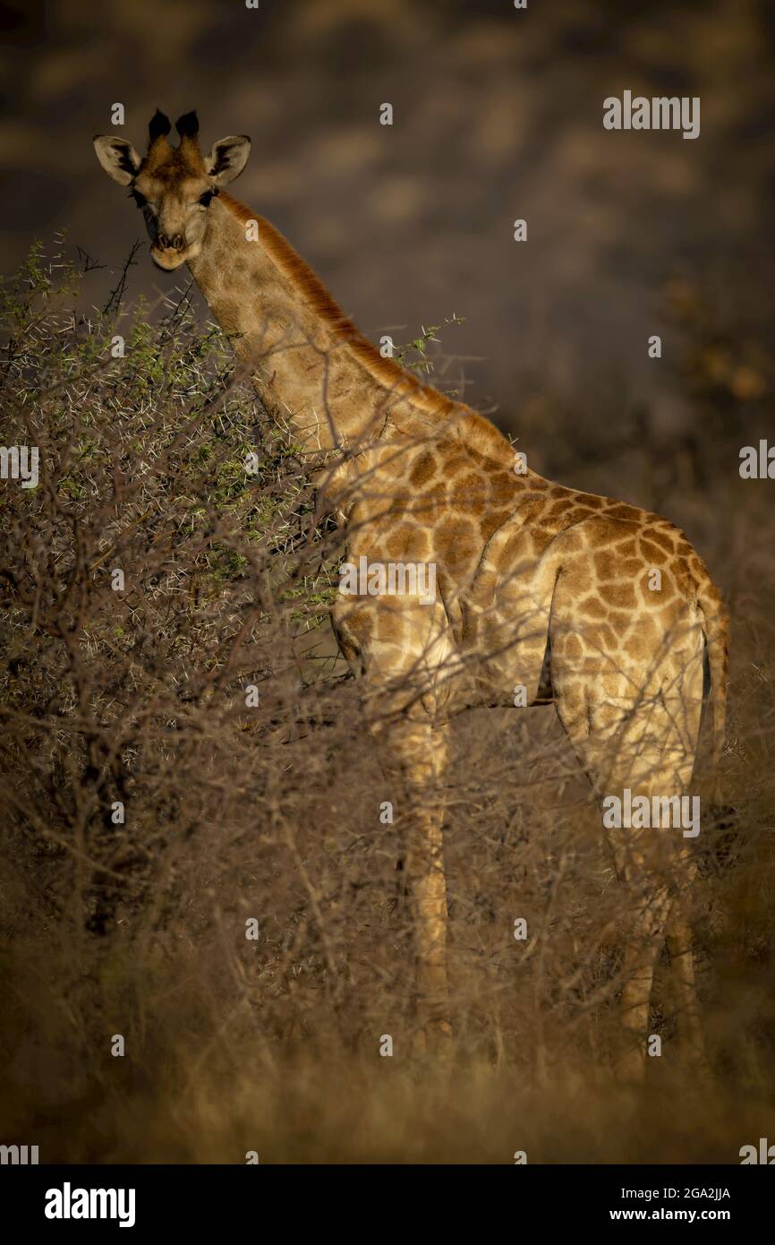Portrait of southern giraffe (Giraffa camelopardalis angolensis) standing behind bushes in the savanna woodlands looking at the camera at dawn in t... Stock Photo