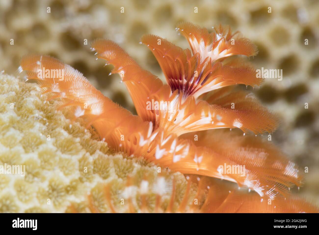 Close-up of the orange colored plumes of a Christmas tree worm (Spirobranchus giganteus) attached to coral; Maui, Hawaii, United States of America Stock Photo