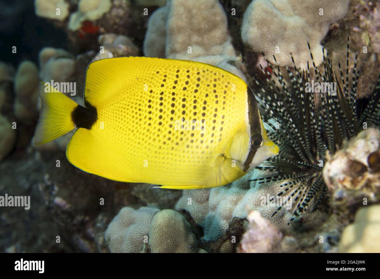 Bright yellow, Hawaiian endemic millestseed butterfly fish (Chaetodon miliaris) swimming along the coral finding a banded sea urchin (Echinosloth c... Stock Photo