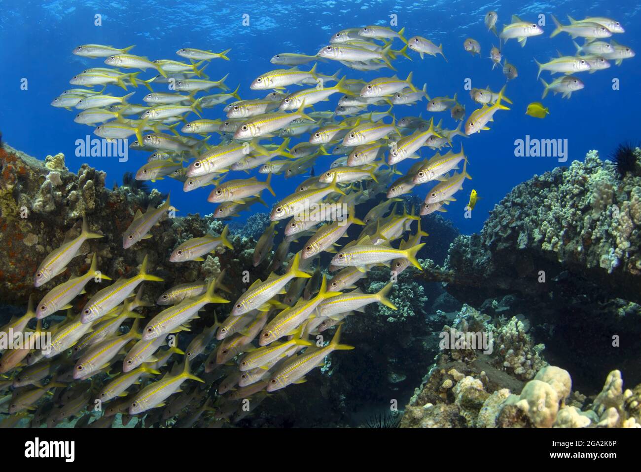 School of yellowfin goatfish (Mulloidichthys vanicolensis) swimming down from the ocean surface towards the coral Stock Photo