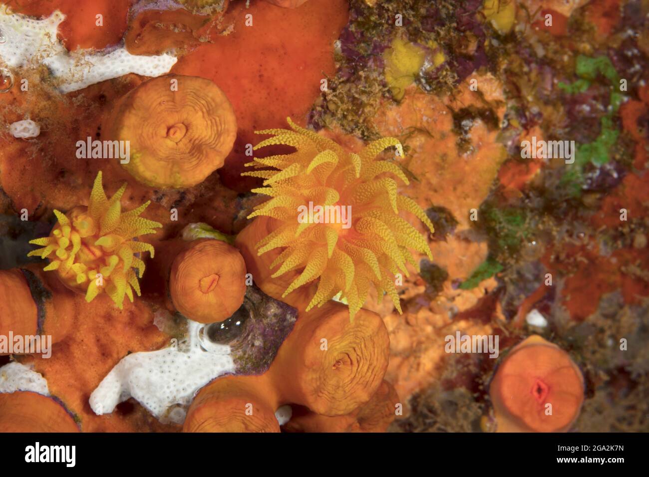 Vibrant orange cup coral (Tubastraea coccinea) on the ocean floor, some displaying its translucent tentacles; Maui, Hawaii, United States of America Stock Photo