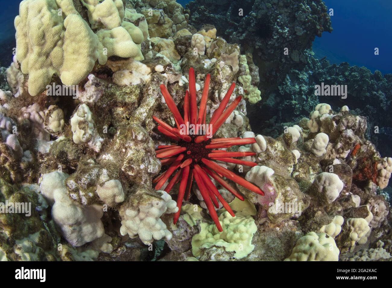 Red pencil urchin (Heterocentrotus mamillatus) resting in the coral feeding on algae; Maui, Hawaii, United States of America Stock Photo