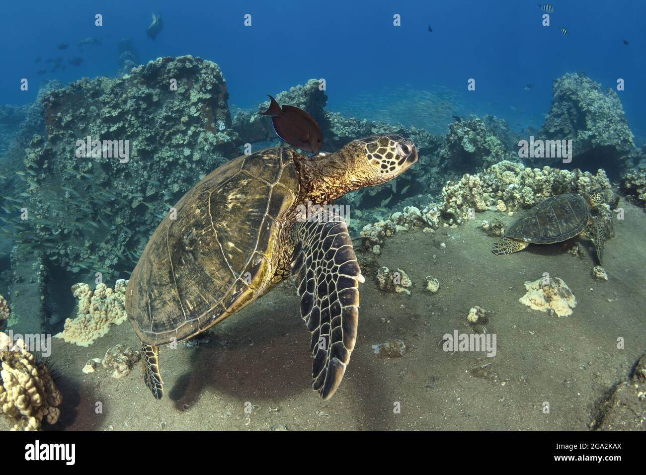 Lined Bristletooth (Ctenochaetus striatus) follows and cleans a Hawaiian green sea turtle (Chelonia mydas) swimming along the coral, as another Haw... Stock Photo