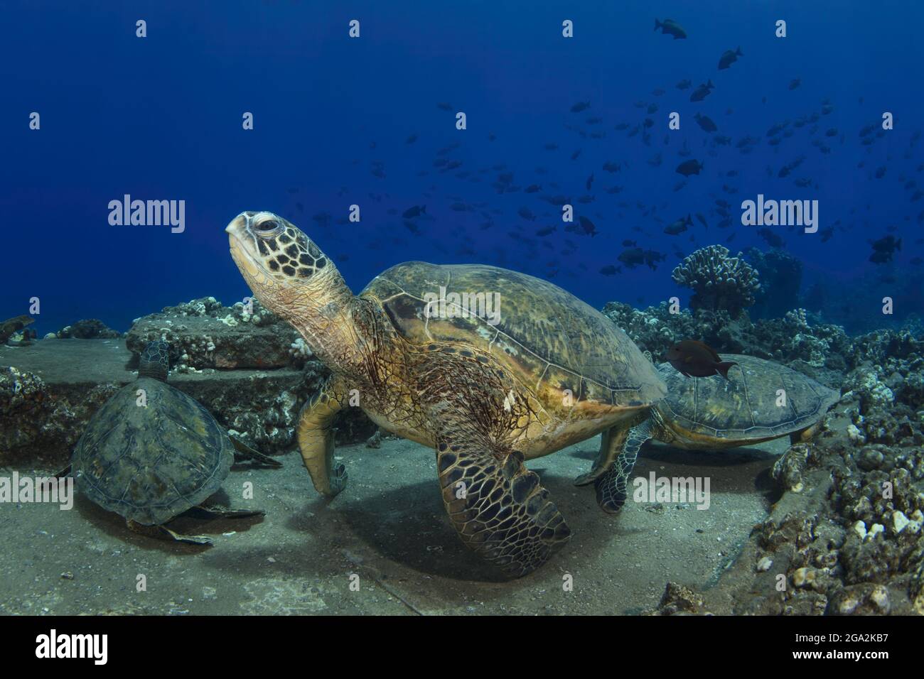 Three Hawaiian green sea turtles (Chelonia mydas) resting along the ocean floor while Lined Bristletooth (Ctenochaetus striatus) swim around them Stock Photo