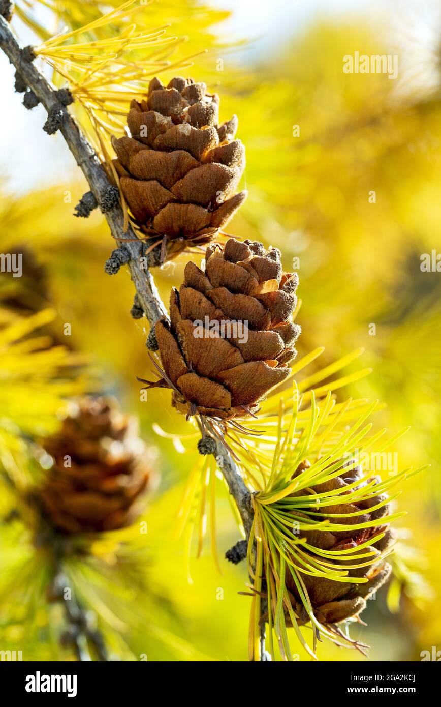 Close up of larch cones with bright yellow needles in the fall season; Calgary, Alberta, Canad Stock Photo