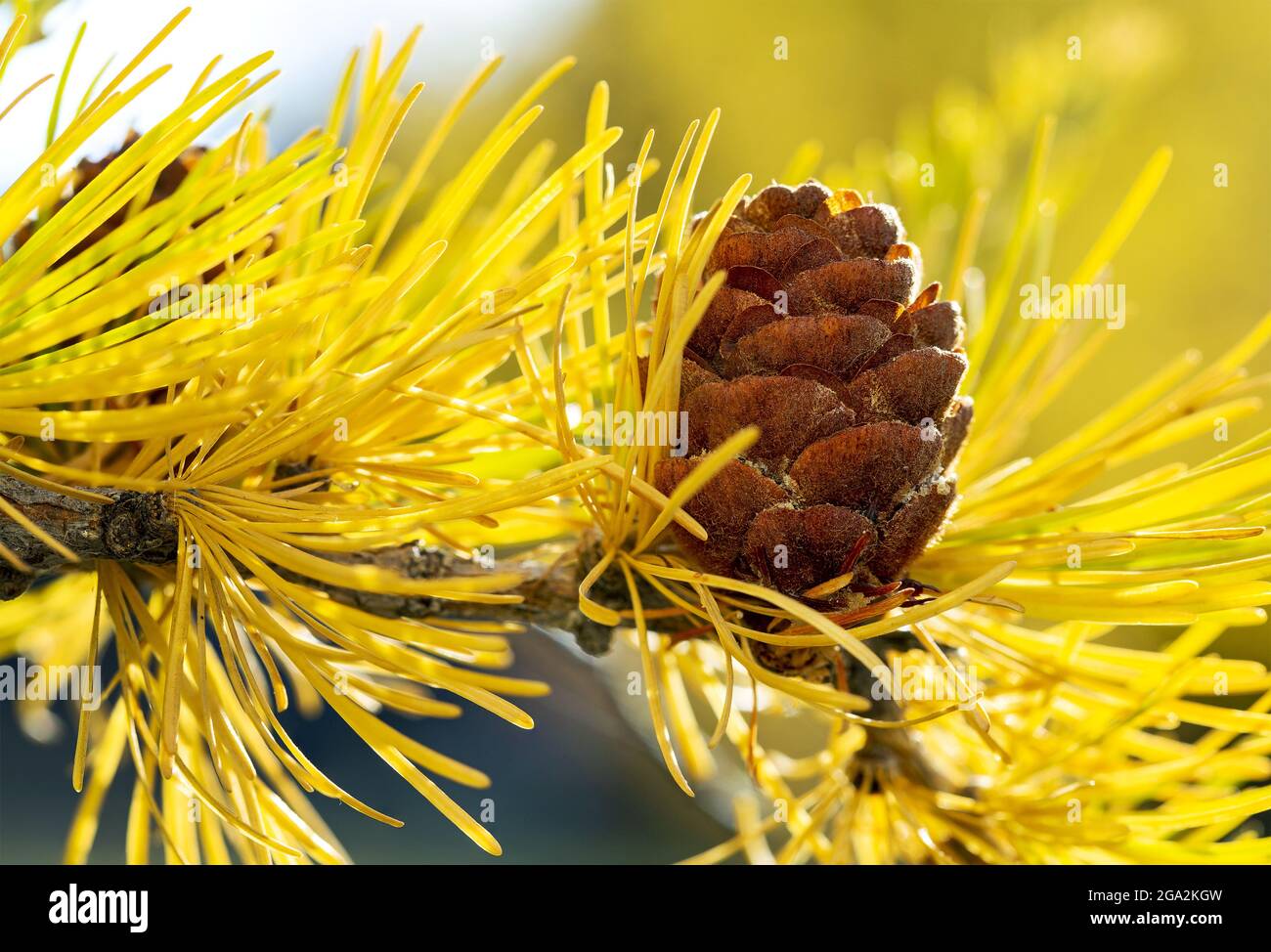 Close up of larch cone with bright yellow needles in the fall season; Calgary, Alberta, Canad Stock Photo