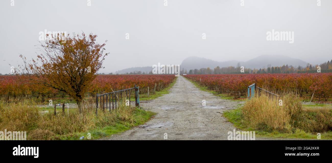 Single track road through farmland with blueberry fields on a misty day in autumn with silhouettes of mountains in the distance Stock Photo