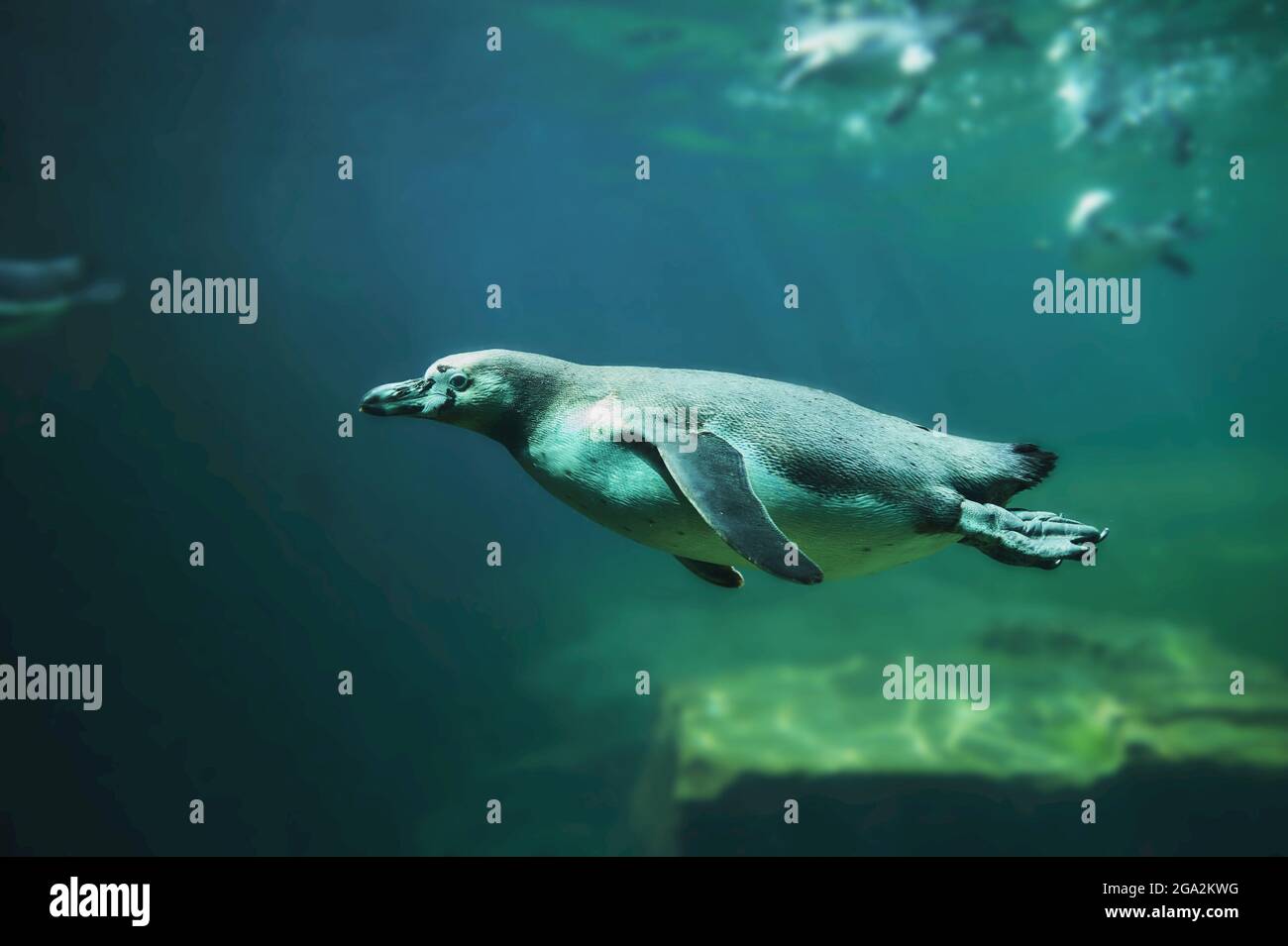 African penguin or Cape penguin (Spheniscus demersus) diving under water, native to South Africa, captive in a zoo; Bavaria, Germany Stock Photo