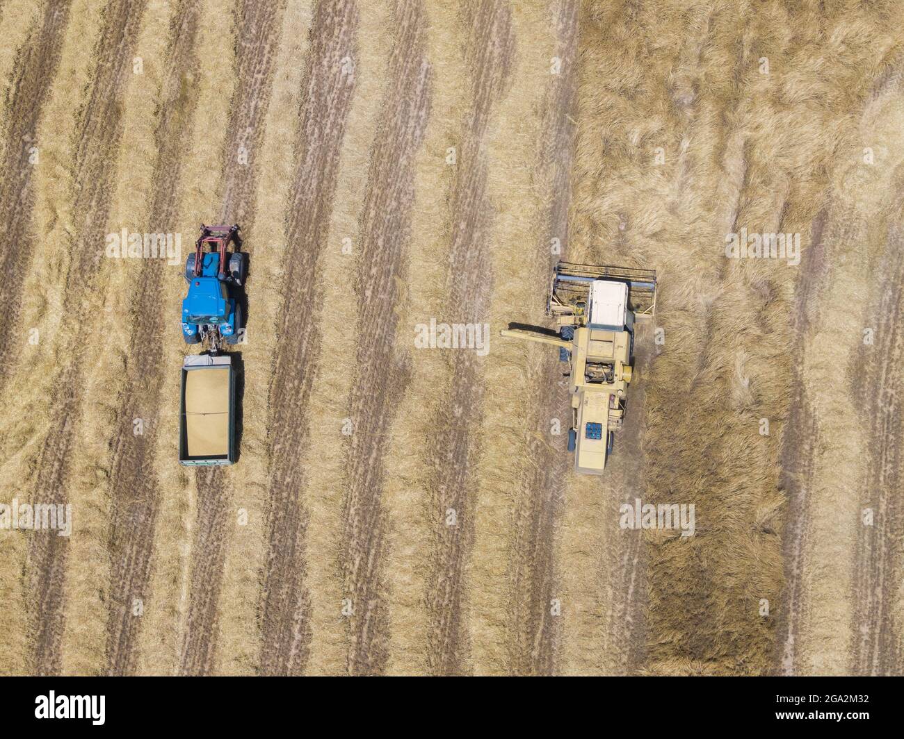 Aerial drone view of a yellow combine harvester and a blue tractor harvesting in a cereal field. View of the straw rows. Stock Photo