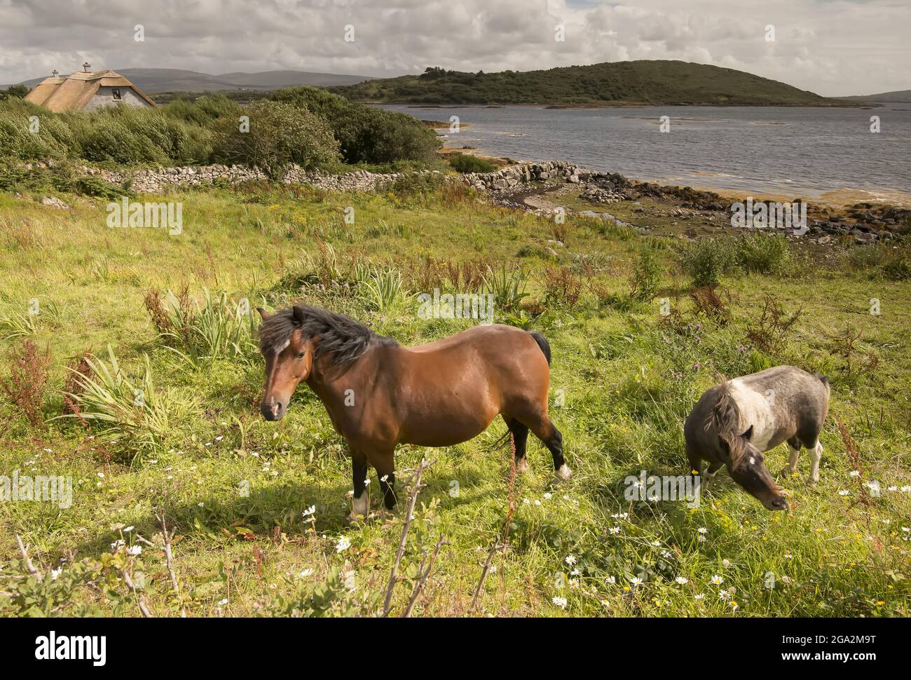 Connemara ponies (Equus caballus) graze along the Galway coast; County Galway, Ireland Stock Photo