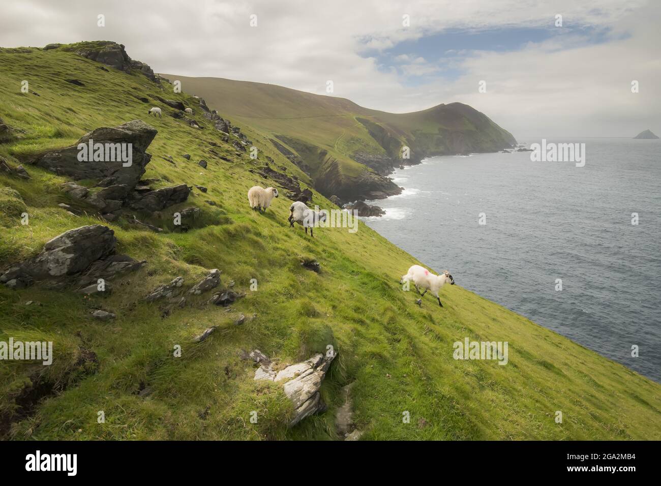 Sheep (Ovis aries) looking at camera standing on the edge of a seacliff, roaming Great Blasket Island (famous for 19th and 20th Century Irish Langu... Stock Photo