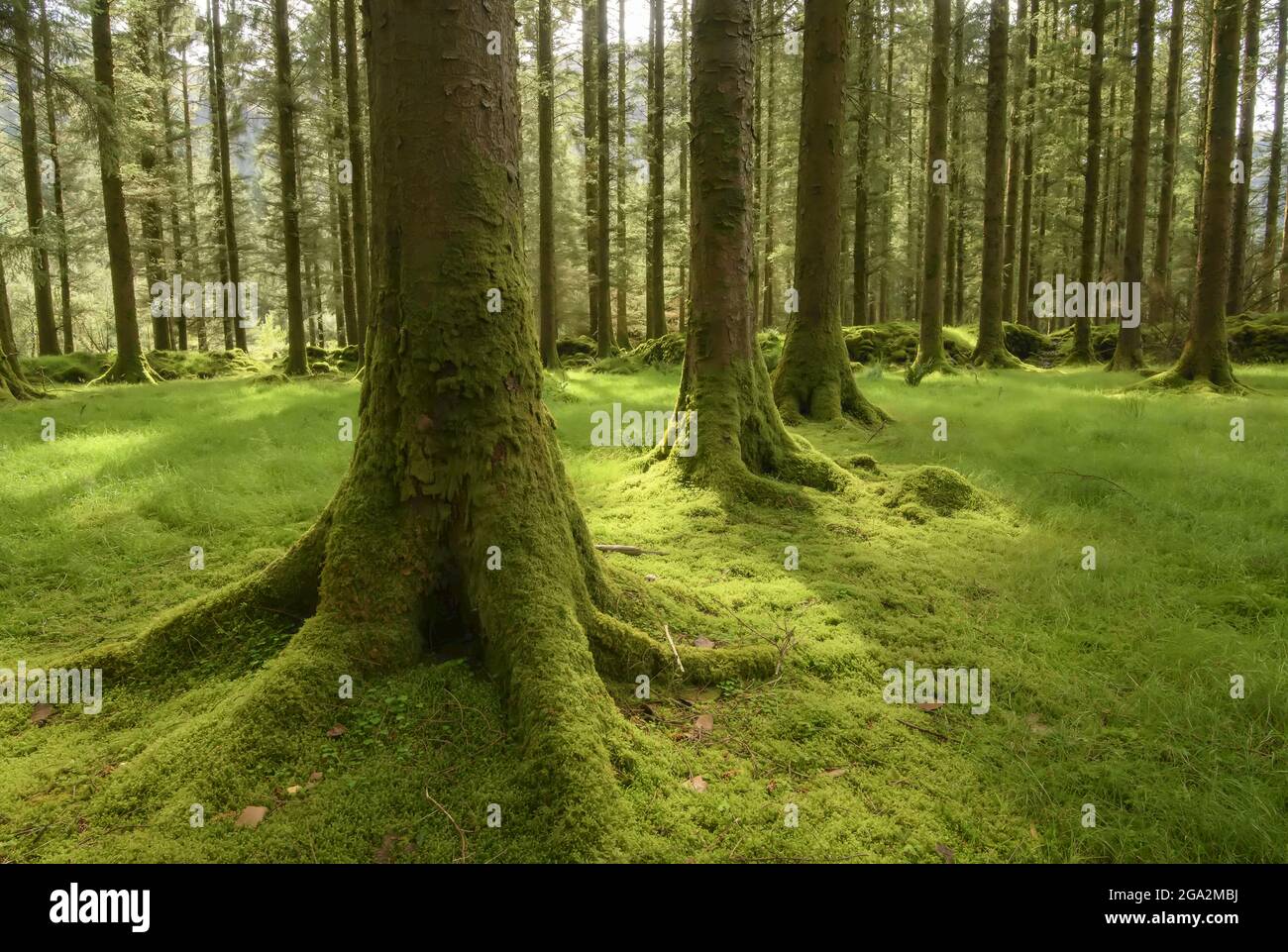 Moss covered tree trunks and grassy forest floor in Gougane Barra National Forest Park in West Cork; County Cork, Ireland Stock Photo