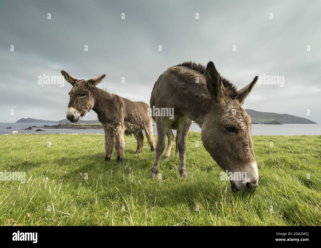 Close-up of donkeys (Equus asinus) grazing in a grassy field along the coast of Great Blasket Island (famous for 19th and 20th Century Irish Langua... Stock Photo