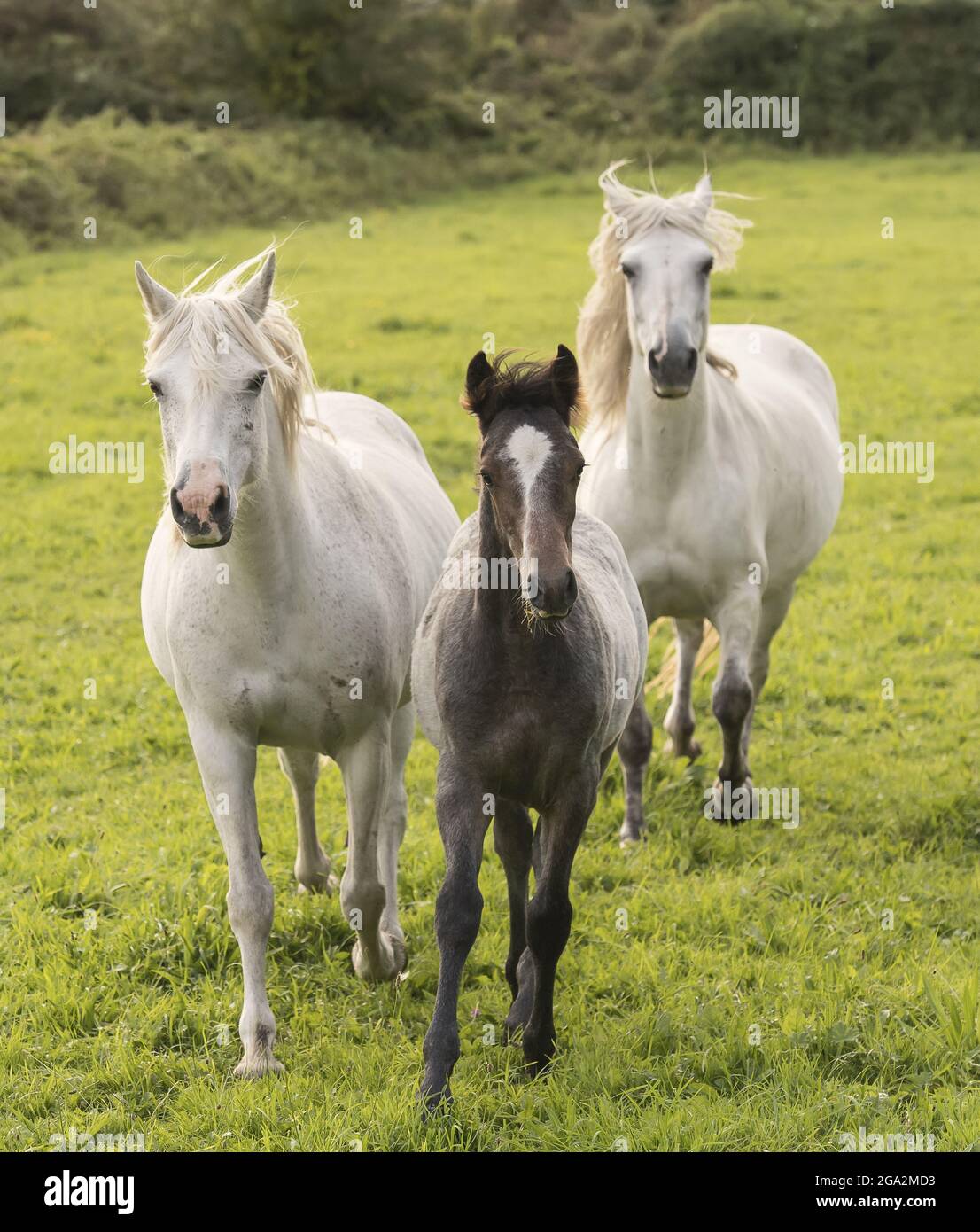 Portrait of horses (Equus ferus caballus) galloping in a grassy field; Menlo, County Galway, Ireland Stock Photo