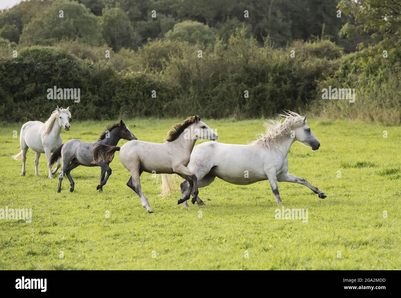 Horses (Equus ferus caballus) galloping in a grassy field; Menlo, County Galway, Ireland Stock Photo