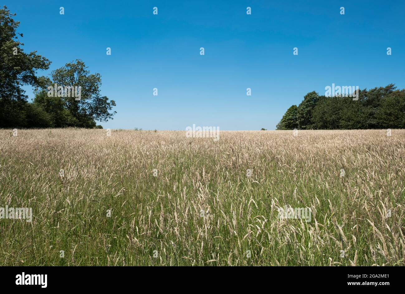 Long grass summer meadow scene Stock Photo