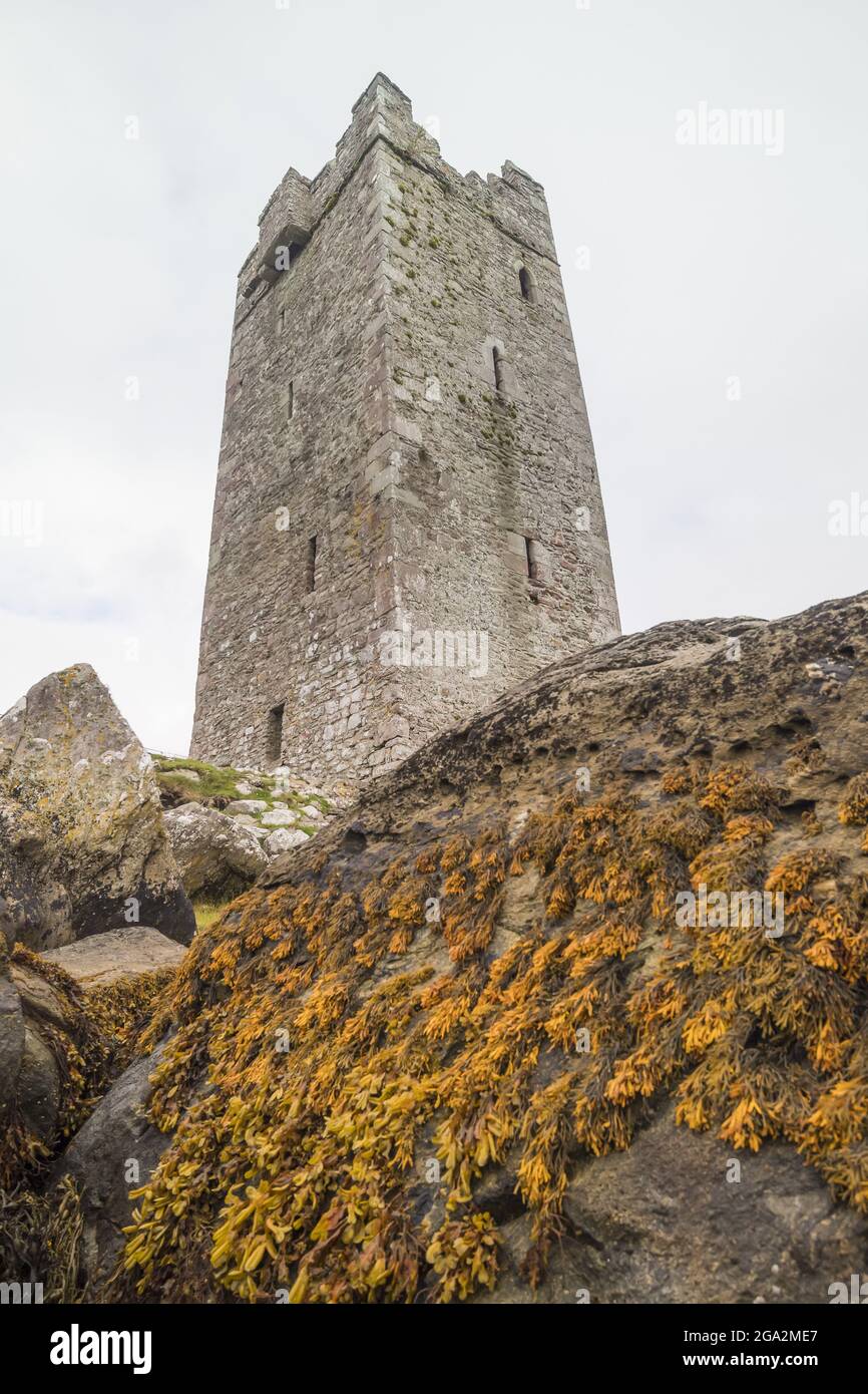 Kildavnet Castle, rectangular stone tower house with seaweed clinging on the cliffs below, stronghold of the Pirate Queen Grace O'Malley (Granuaile... Stock Photo