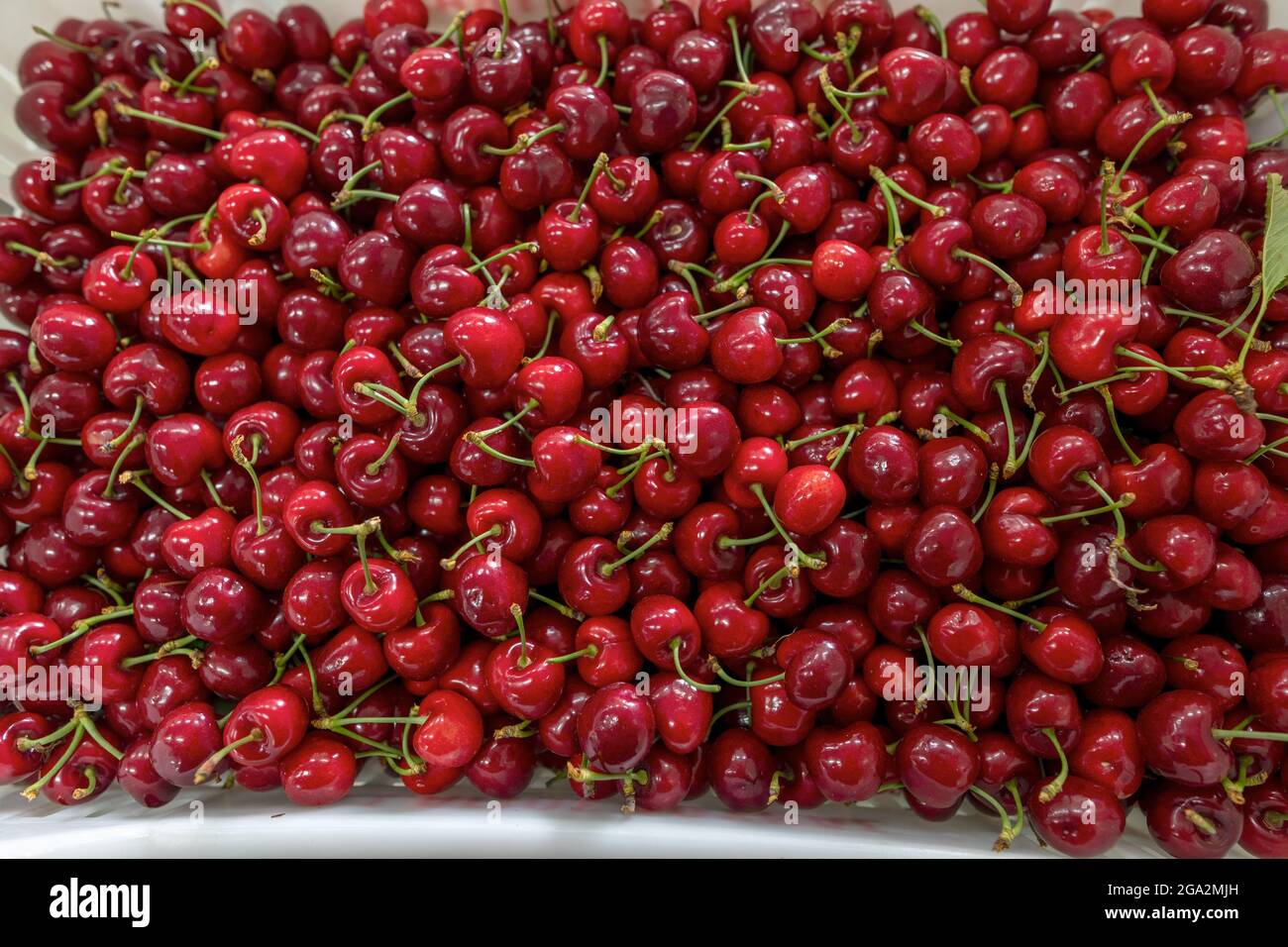 Harvest of red cherry collected in a box.  An image with selective focus and tinting. Stock Photo