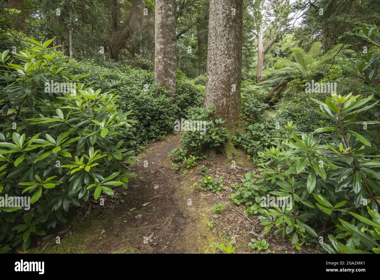 Pathway through rhododendrons, ferns and trees in the lush woodlands of the 19th Century Derreen Gardens (Gairdin Derreen) Stock Photo