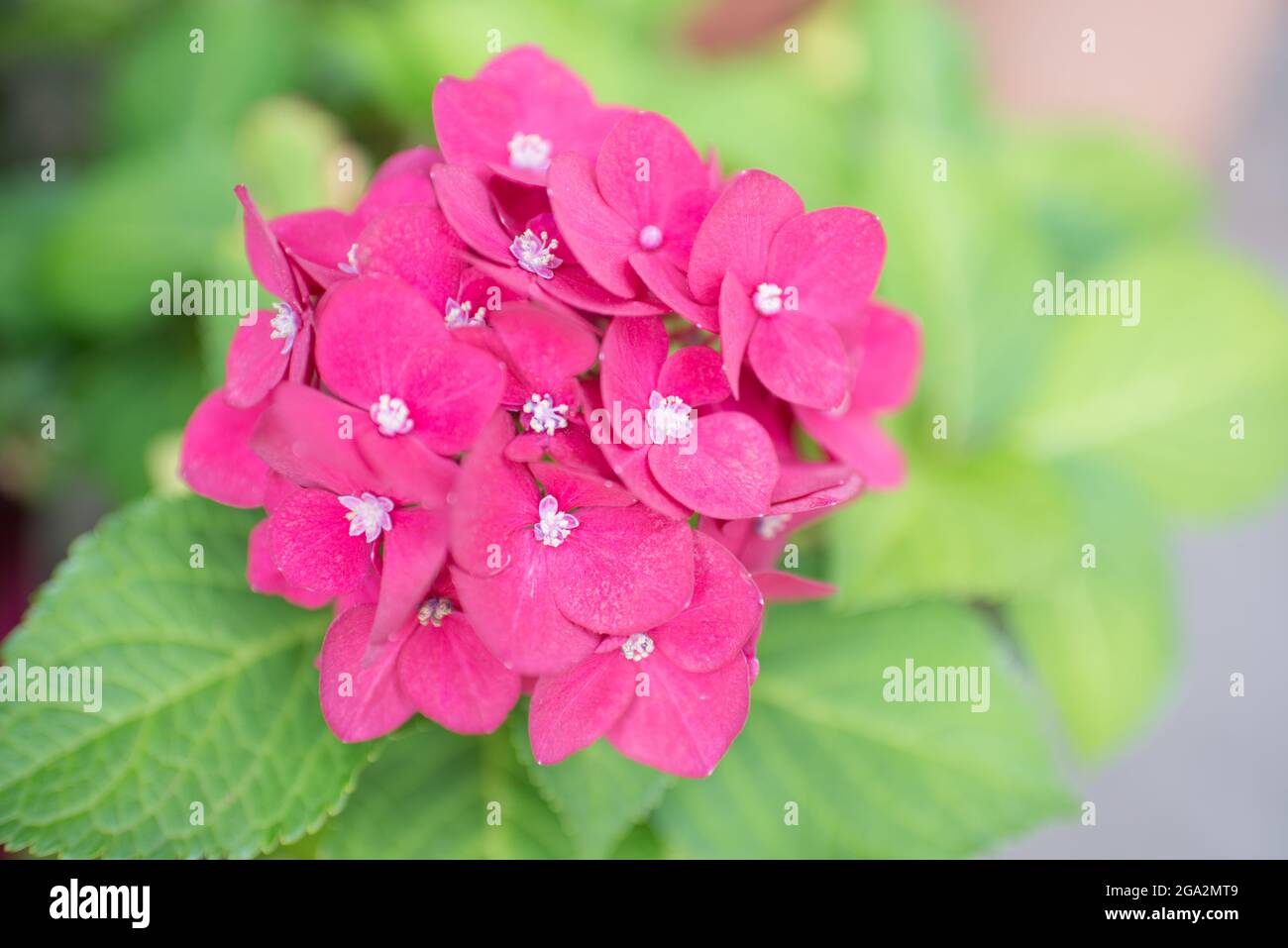 Close Up Of An Ajisai Flower With A Beautiful Pink Color Green Leaves Around Gardening Activity Stock Photo Alamy