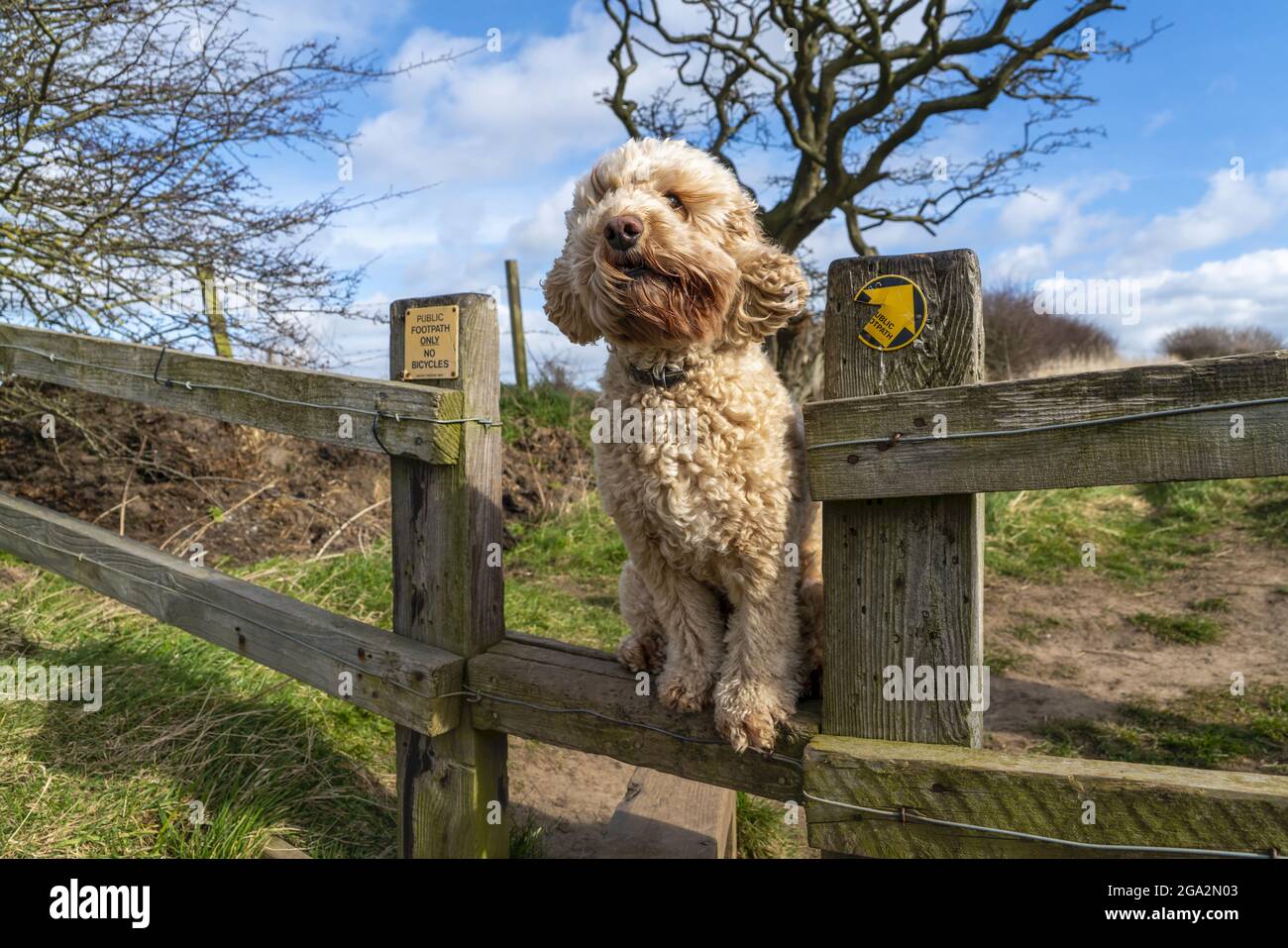 Cockapoo dog standing on a wooden fence along a hiking trail in Cleadon Hills; South Shields, Tyne and Wear, England Stock Photo