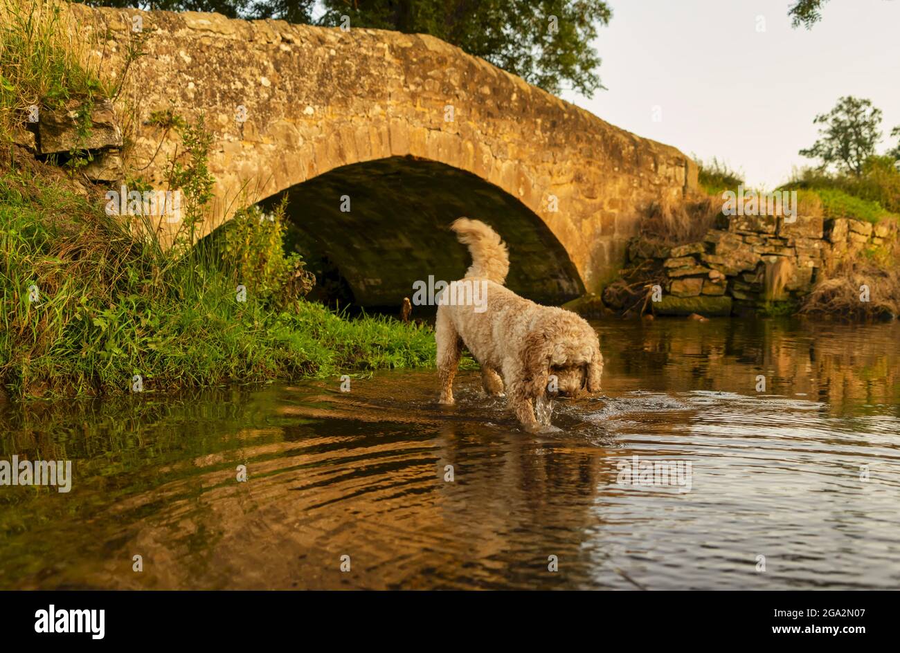 Cockapoo side view hi-res stock photography and images - Alamy