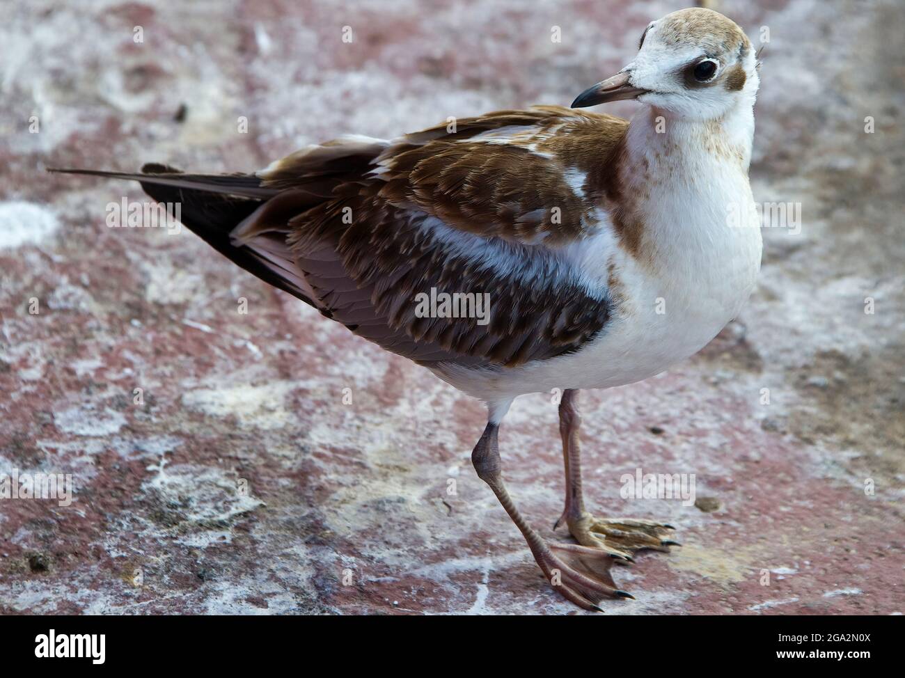A seagull on the coastal rocks poses for a photographer. Stock Photo