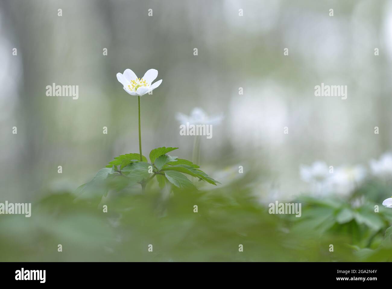 Wood anemone (Anemone nemorosa), a delicate white flowering plant; Bavaria, Germany Stock Photo