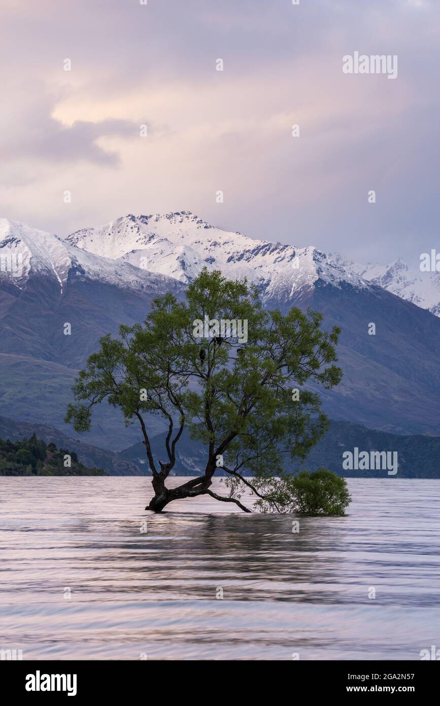 Willow tree growing in Lake Wanaka with snowcapped mountains in background and dramatic clouds at sunset, Queenstown-Lakes District Stock Photo