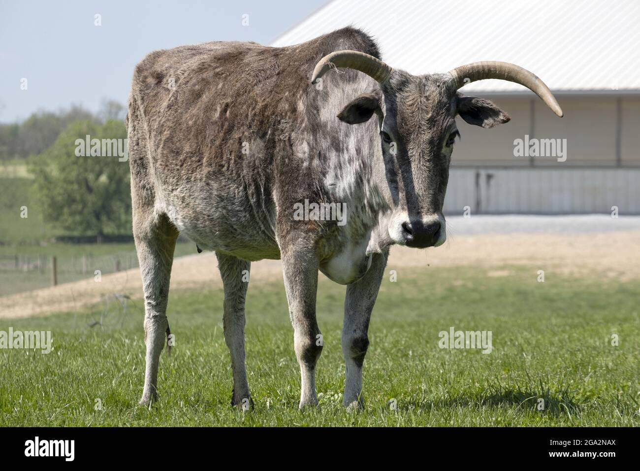 Close-up portrait of a zebu (Bos taurus indicus) or zebu mix cattle standing in a pasture next to a farm building on a sunny day and looking at camera Stock Photo