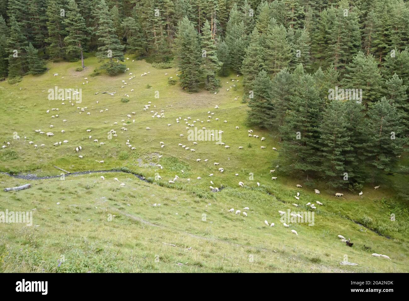 Aerial view of sheep (Ovis aries) grazing in a field with a stream next to a forest outside of the village of Shenako in the highlands of the Tushe... Stock Photo