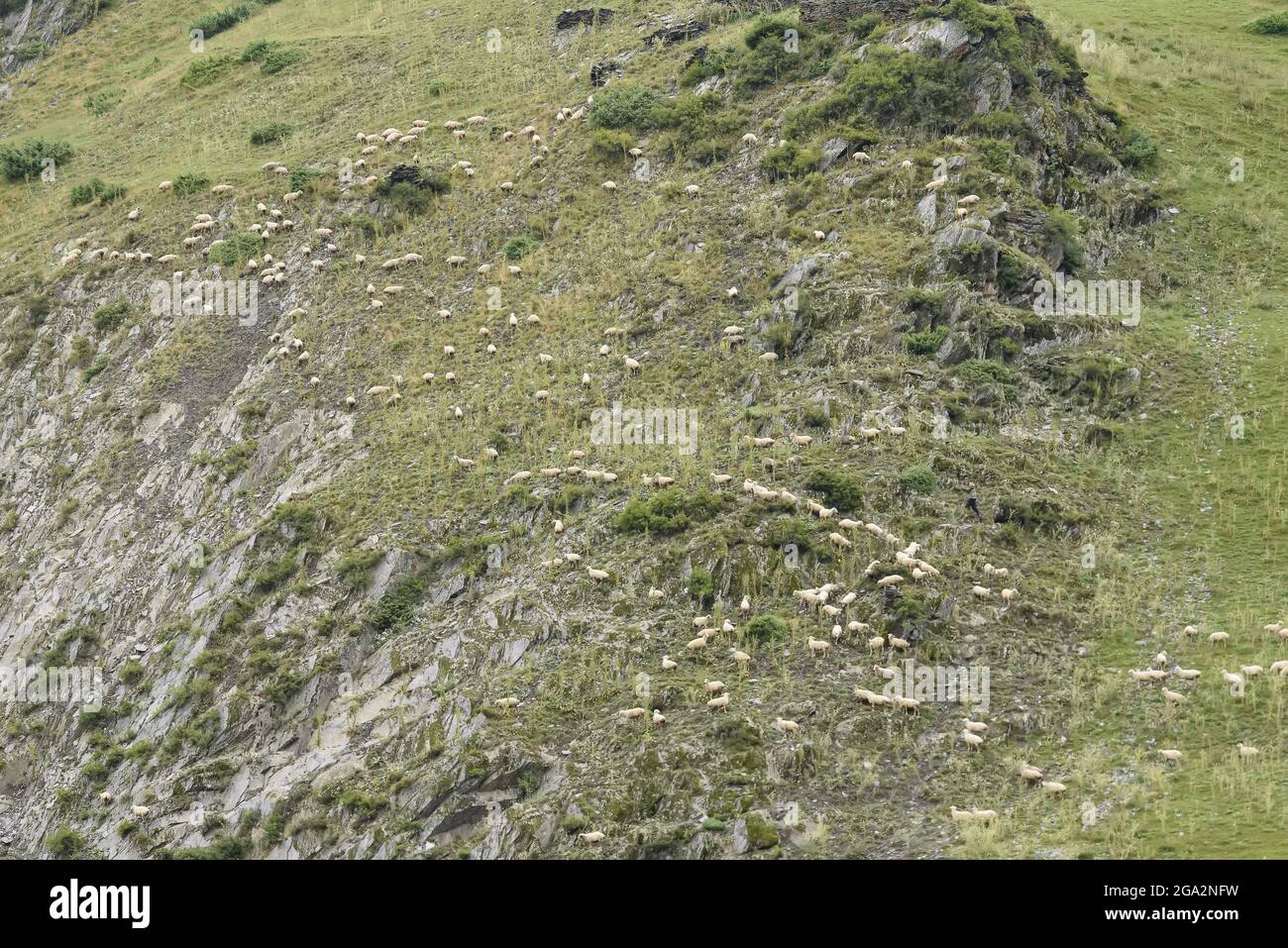 Aerial view of sheep (Ovis aries) dotting the hillside and grazing in the fields in the Alazani River Valley in Tusheti; Dartlo, Kakheti, Georgia Stock Photo