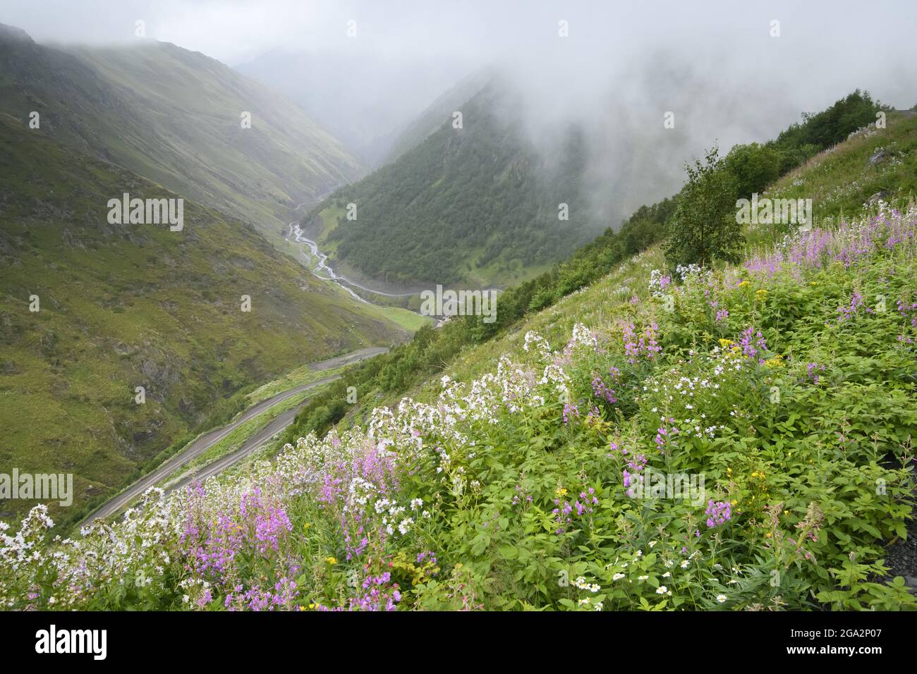 Flowers bloom along the extreme terrain of the unpaved, Abano Pass road through the Caucasus Mountains; Tusheti, Georgia Stock Photo
