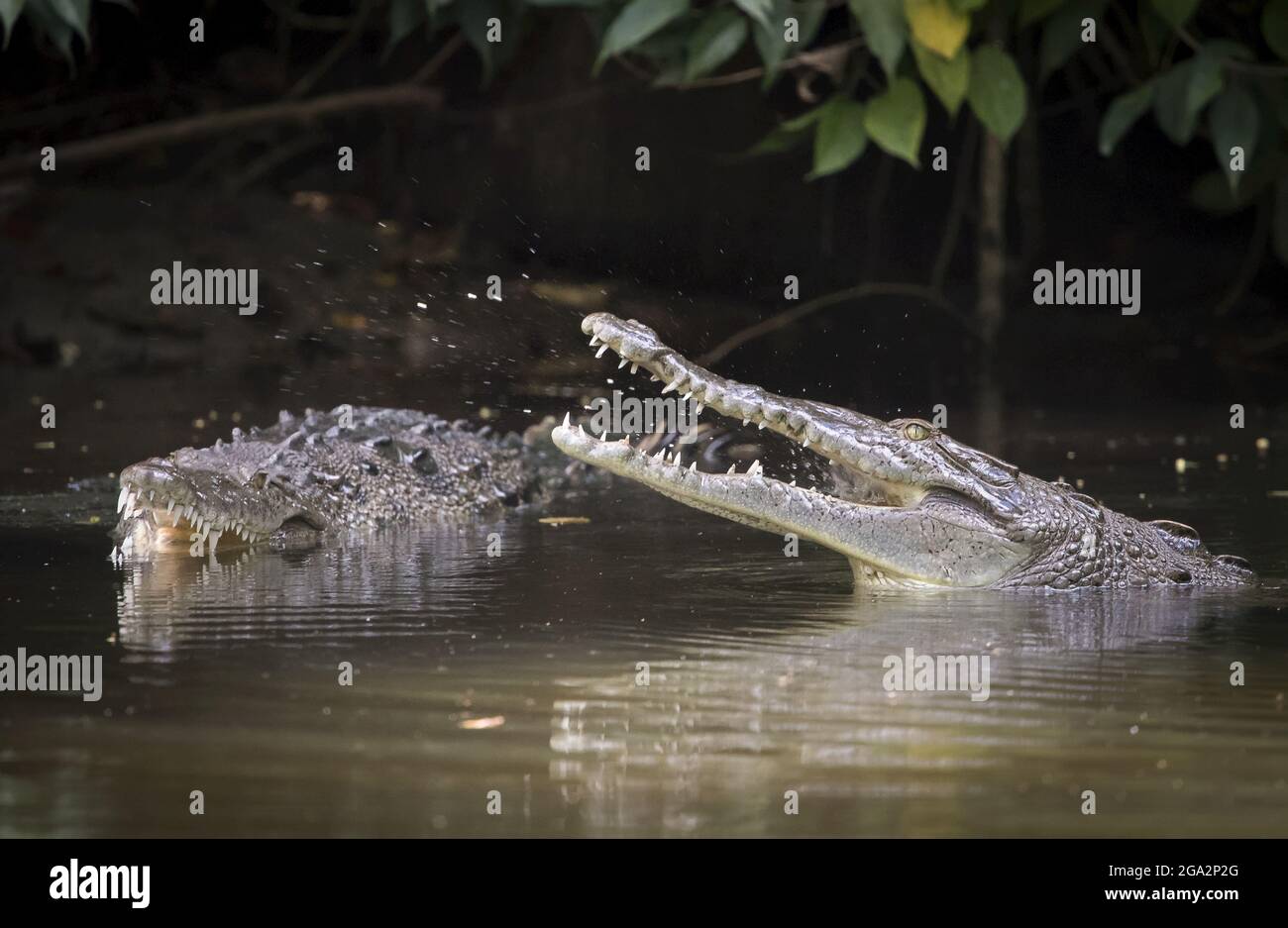 Two American crocodile (Crocodylus acutus) fight for territory in a small stream that empties into Golfo Dulce; Puntarenas, Costa Rica Stock Photo