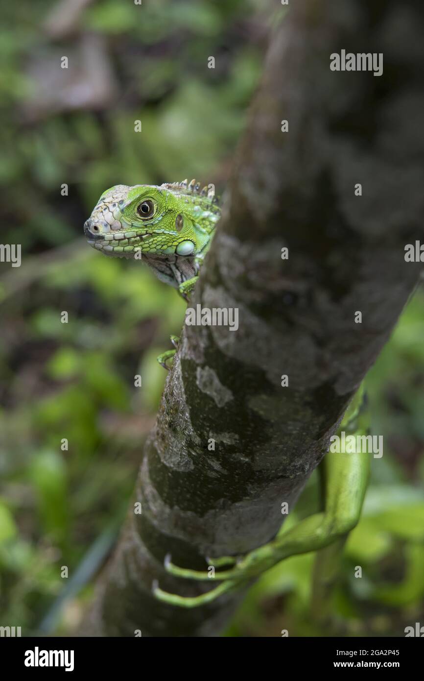 Encountering A 7 Foot Iguana A Shocking Close Call - ehqwdup