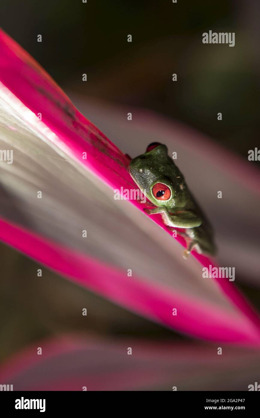 A red-eyed tree frog (Agalychnis callidryas) rests on a leaf of a Cordyline plant (Cordyline fruticosa); Puntarenas, Costa Rica Stock Photo