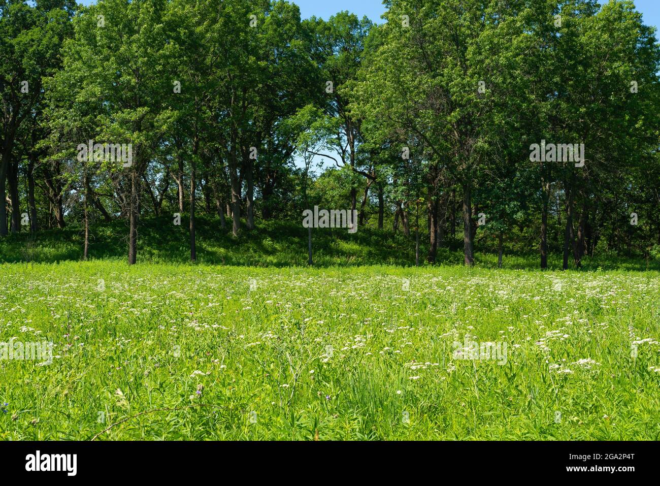 Beautiful landscape along the hiking trails at Nachusa Grasslands The
