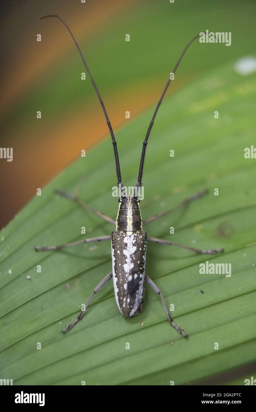 A Click beetle (Elateridae) rests on the leaf of a plant; Puntarenas, Costa Rica Stock Photo